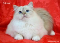 /album/fotogaleria%3a-ashima-de-catali%c2%b4s/snowyglovesagradodebirmania-25-jpg/